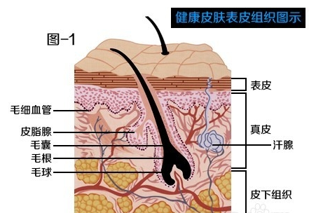 健康皮膚表皮組織圖示
